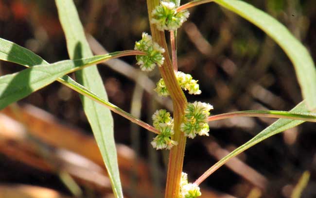 Amaranthus fimbriatus, Fringed Amaranth, Southwest Desert Flora